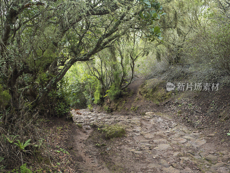 古老的石头铺就的道路，扭曲的树木和茂密的绿色植被在徒步小径穿过山谷和山脉的公园乡村德Teno, Teno Alto，特内里费，加那利群岛，西班牙